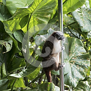 Geoffroy Tamarin Monkey Saguinus geoffroyi, Panama