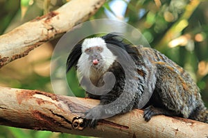 Geoffroy tufted-ear marmoset