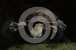 Geoffroys side-necked turtle swims in dark water