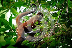 Geoffroys spider monkey - Ateles geoffroi also black-handed spider monkey or the Central American spider monkey, a type of New