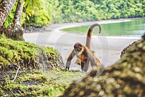 Geoffroys spider monkey or the Central American spider monkey, a type of New World monkey from Costa Rica
