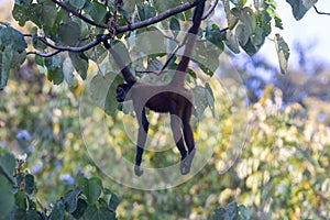 Geoffroyâ€™s spider monkey