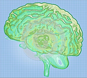 Geographic map of the brain, reworking of the human brain in the form of a map. Concept. Mind photo