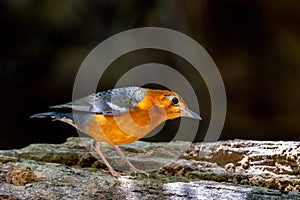 Geokichla Citrina in natural behavior