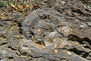 Geologic Rocks texture with snail shell