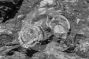 Geologic Rocks texture with snail shell