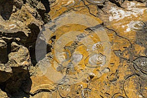 Geologic Rocks texture with snail shell