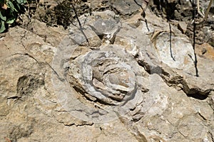 Geologic Rocks texture with snail shell