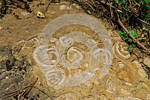 Geologic Rocks texture with snail shell