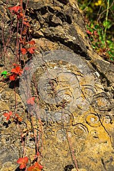 Geologic Rocks texture with snail shell