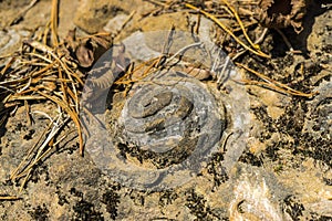 Geologic Rocks texture with snail shell