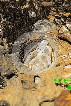 Geologic Rocks texture with snail shell