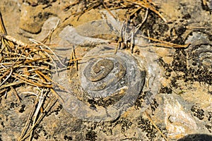 Geologic Rocks texture with snail shell