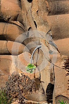 Geological formation in Tenerife