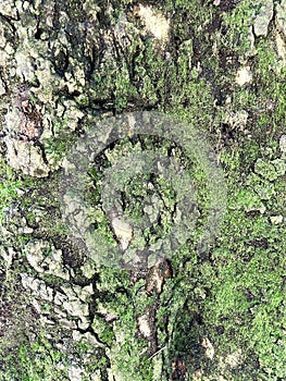 Geological mossy structures. Vertical composition. Natural background with light stone texture of rock and green moss