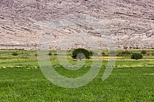 Geological rock formation, meadow and three, Argentina