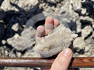 Geologist holding fossil and geological hammer close up