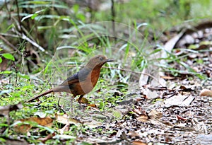 Geomalia in Lore Lindu National Park, Sulawesi Island, Indonesia