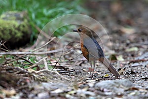 Geomalia in Lore Lindu National Park, Sulawesi Island, Indonesia photo