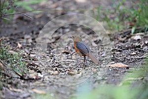 Geomalia or Sulawesi mountain thrush (Zoothera heinrichi) in Sulawesi island, Indonesia