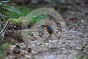 Geomalia or Sulawesi mountain thrush (Zoothera heinrichi) in Sulawesi island, Indonesia