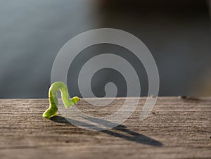 Geometer moth caterpillar photo