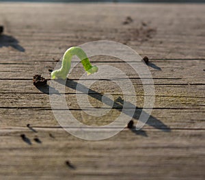 Geometer moth caterpillar