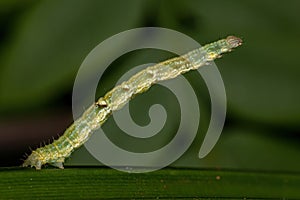 Geometer Moth Caterpillar