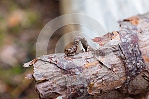 Geometer moth caterpillar on small branch. Mimicry of insects.