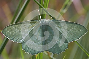 Geometer moth between grass photo