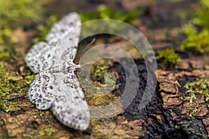 Geometer moth - Physocleora scutigera