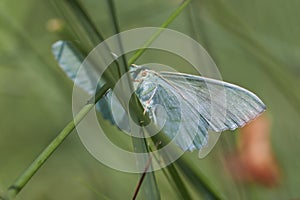 Geometer moth - side view photo