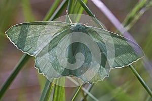Geometer moth - top view photo