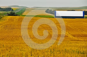 Geometric Design in Golden Wheat Fields photo