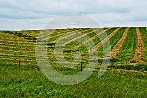 Geometric Design in Harvested Field