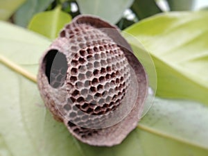 Geometric and empty hive on a green leaf