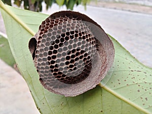 Geometric and empty hive on a green leaf
