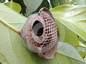 Geometric and empty hive on a green leaf