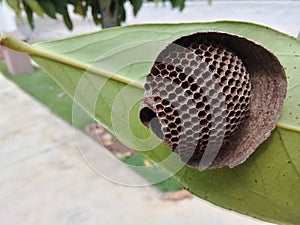 Geometric and empty hive on a green leaf