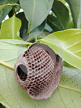 Geometric and empty hive on a green leaf