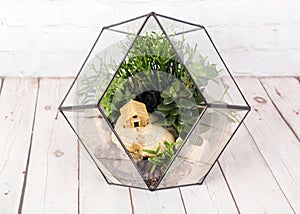 Geometric florarium with succulent plants