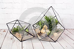 Geometric florarium with succulent plants