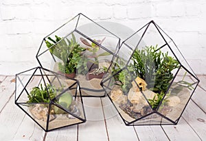 Geometric florarium with succulent plants