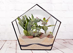 Geometric florarium with succulent plants