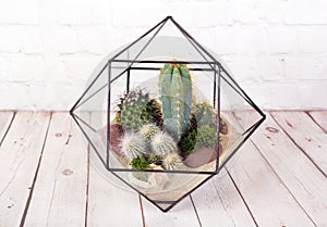 Geometric florarium with succulent plants