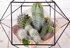 Geometric florarium with succulent plants