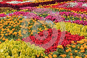 Geometric flower bed decoration, smoother squares with coleus, marigold, begonia. City landscape design of Moscow. Floral photo