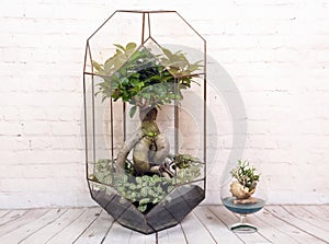 Geometric glass florarium with bonsai plant