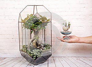 Geometric glass florarium with bonsai plant
