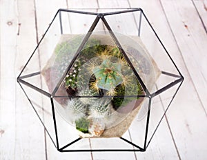 Geometric glass florarium with succulent plants